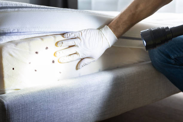 Trusted Dunellen, NJ Pest Control Experts
