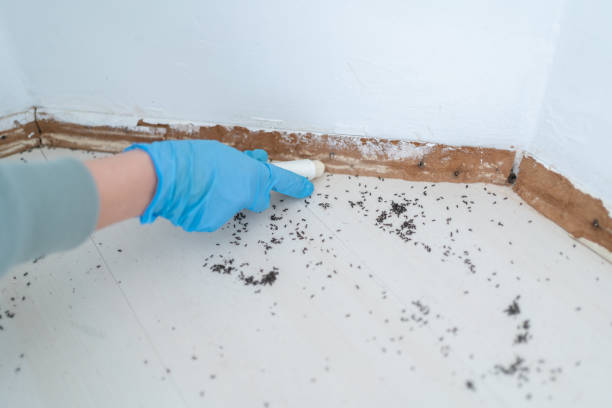 Best Best Pest Control Companies  in Dunellen, NJ
